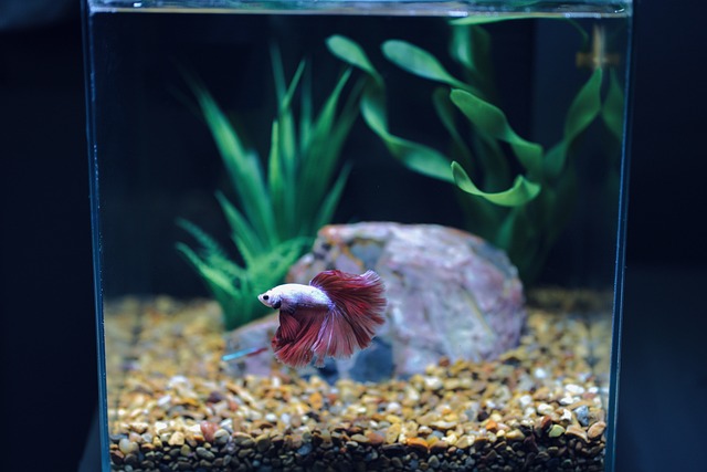 Betta Fish Care Guide: Tank Size and Water Quality
