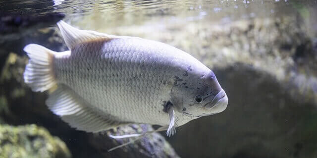 Gourami Fish Wholesale Exporter