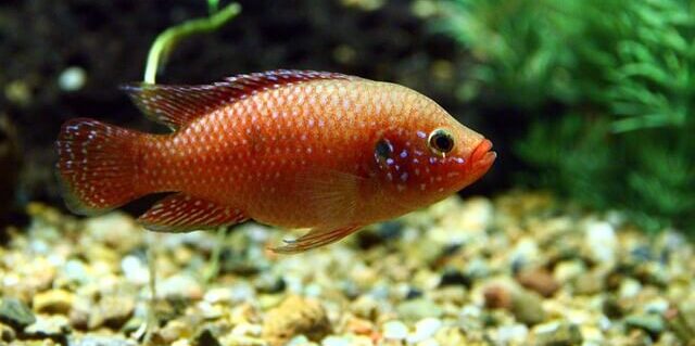 Cichlid Fish Wholesale Exporter